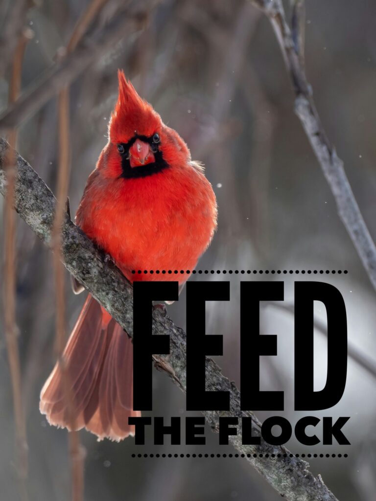 Feed the Flock
