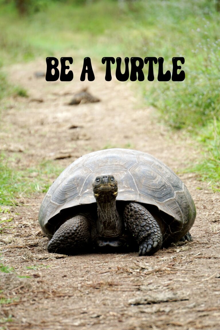 BE A TURTLE